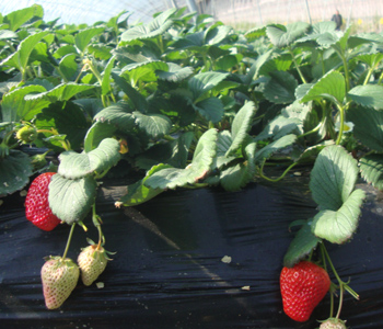 99草莓农场